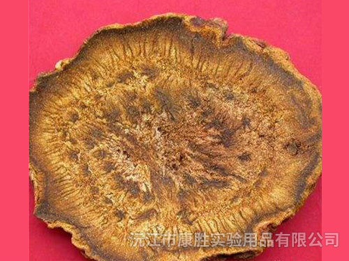 掌叶大黄根茎横切