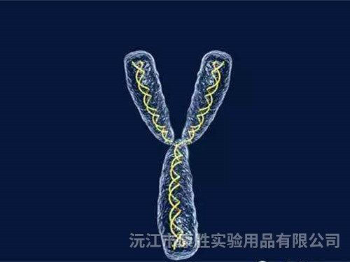 正常男染色体