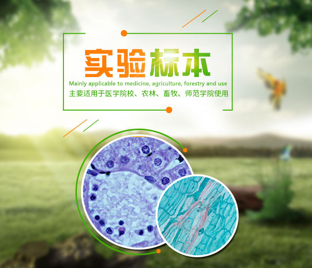 沅江市康胜实验用品有限公司_医学标本加工|免疫学切片|病原微生物学切片|解剖陈列标本